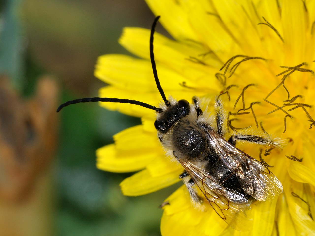 maschio di Eucera sp.